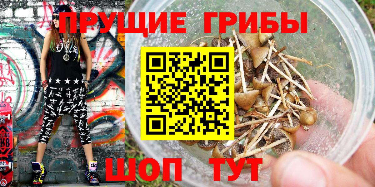 Галлюциногенные грибы Psilocybe Всеволожск